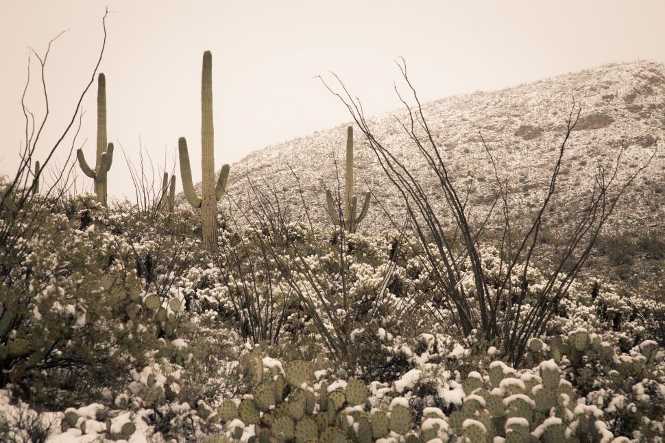 Free Image of Warm Tones of Snowy Desert Landscape 