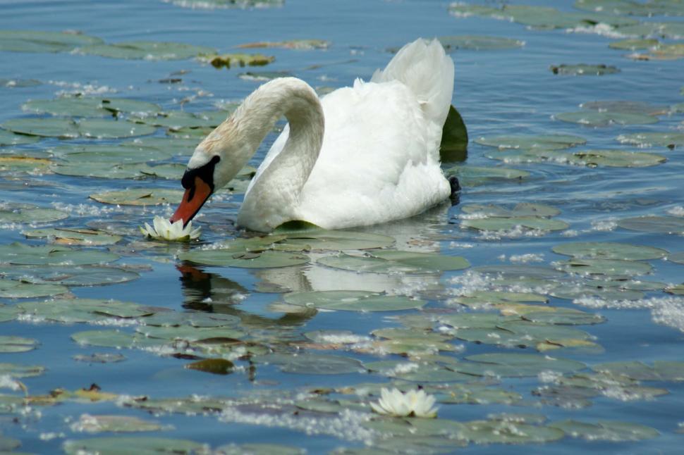 Free Image of Swan 2 