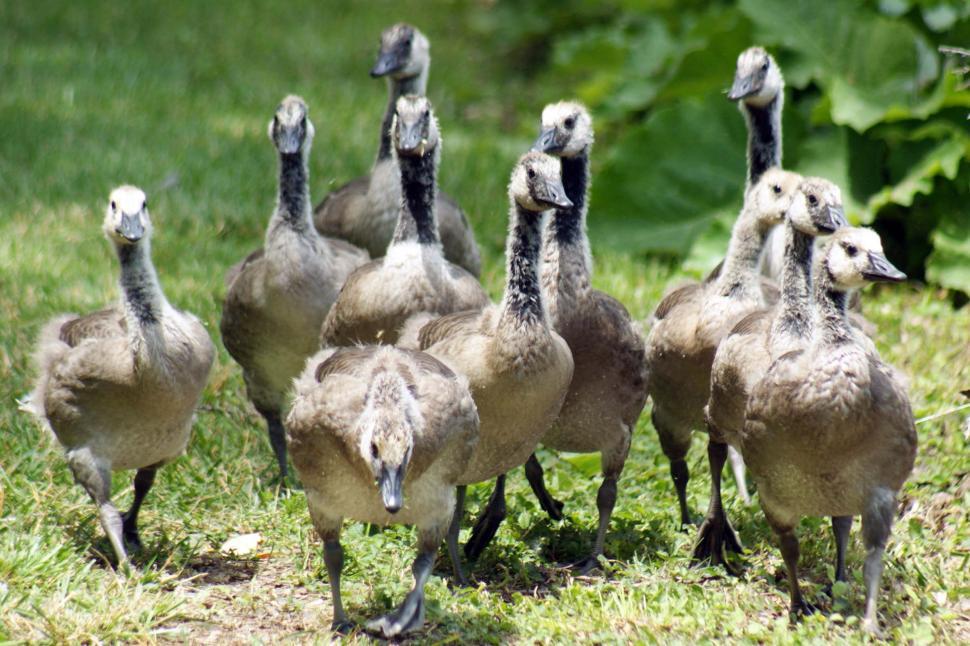 Free Image of Young geese 