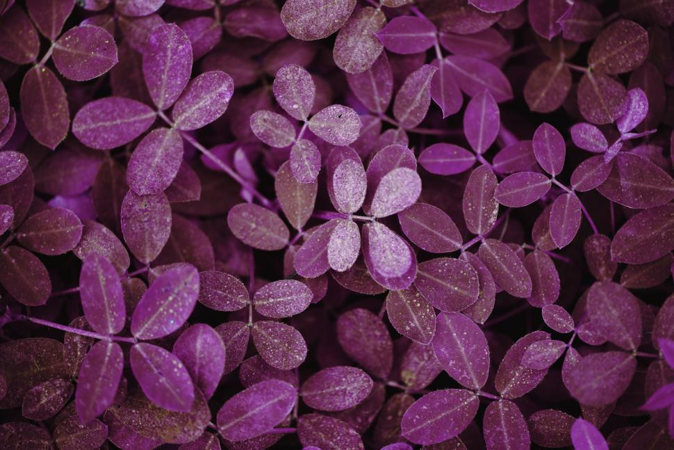 Free Image of Close up of magenta leaves 