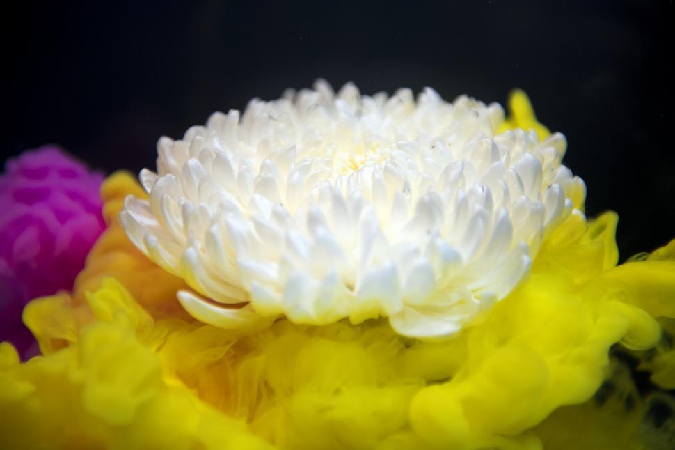 Free Image of Close up of a white chrysanthemum flower 