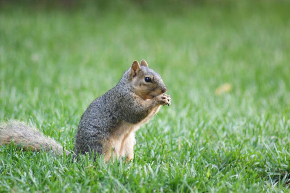 Free Image of SquirrelLunch 