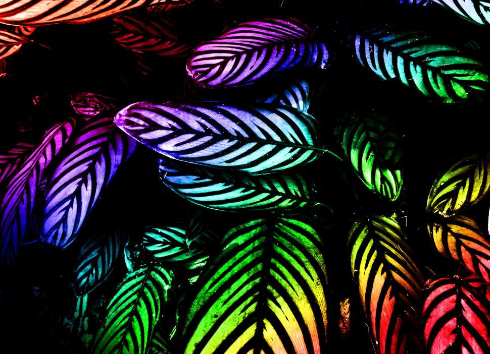 Free Image of Colorful Leaves - Background 