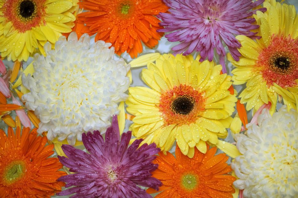 Free Image of Chrysanthemum and daisy flowers 