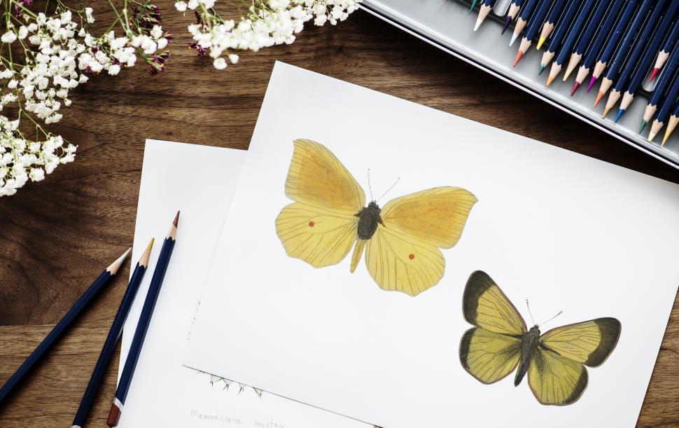 Free Image of Butterflies  picture surrounded with color pencils 
