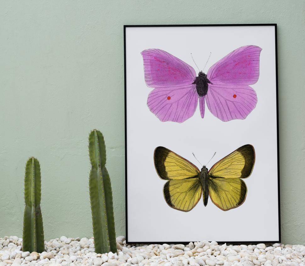 Free Image of Home decor with two butterflies in a picture and cactus plants 