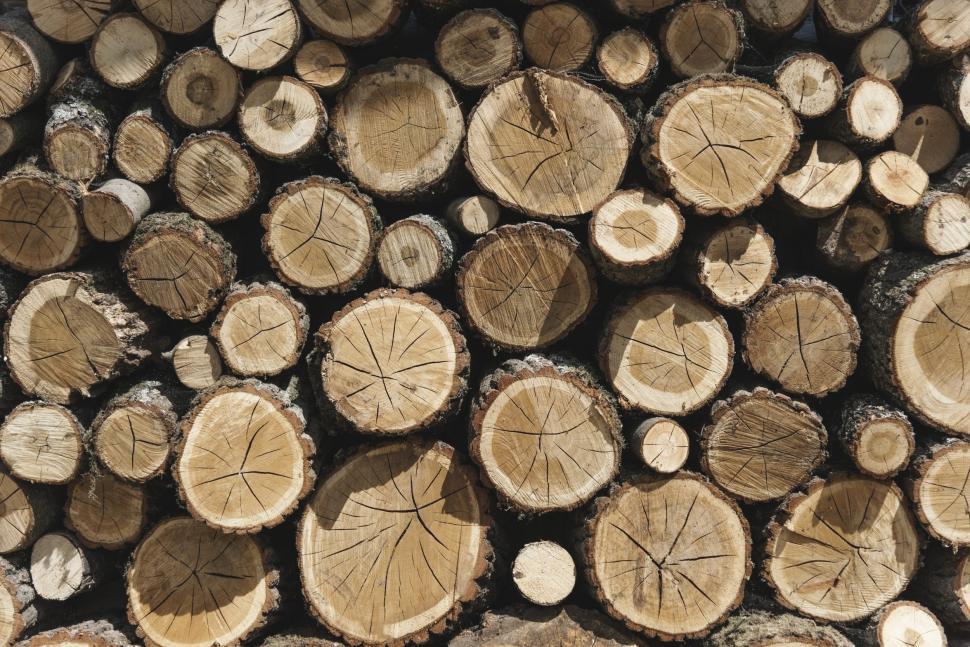 Free Image of A pile of cut tree trunks 