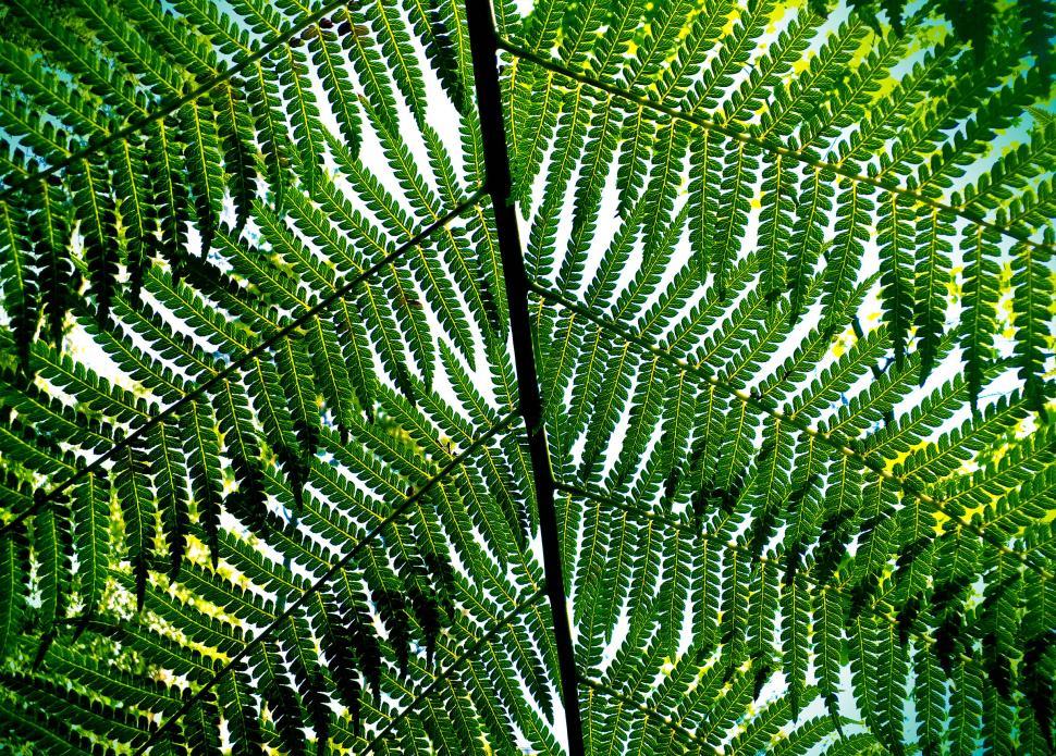 Free Image of Giant Fern Leaves - Bussaco National Forest - Portugal 