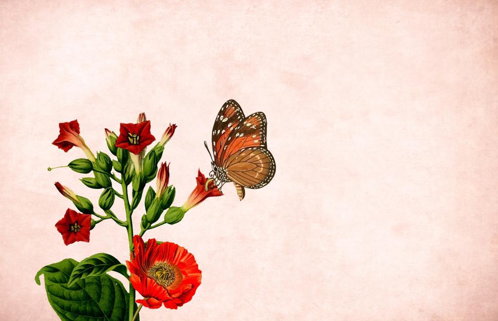 Free Image of Flower background - WIth Butterfly 