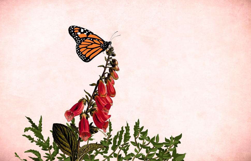 Free Image of Flower butterfly - Red blooms 