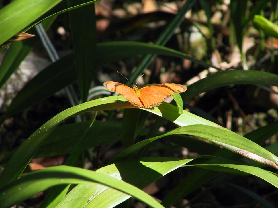 Free Image of Orange Butterfly 