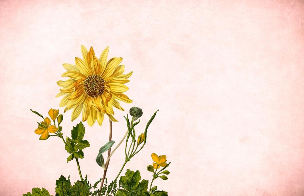 Free Image of Sunflower  