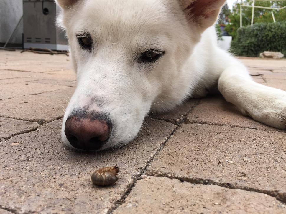 Free Image of White Dog Looks at a Grub 