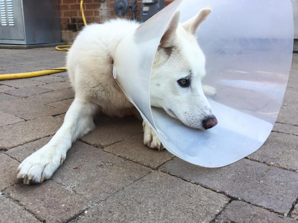 Download Free Stock Photo of Puppy Looks Sad in Ecollar Cone 