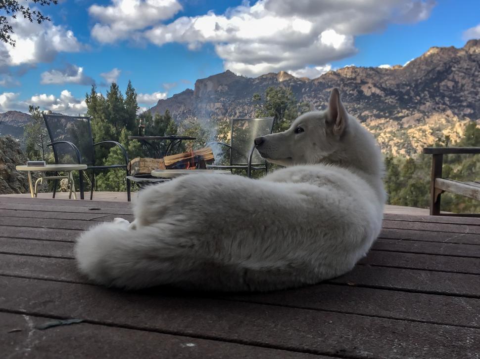Free Image of White Dog in the Mountains 