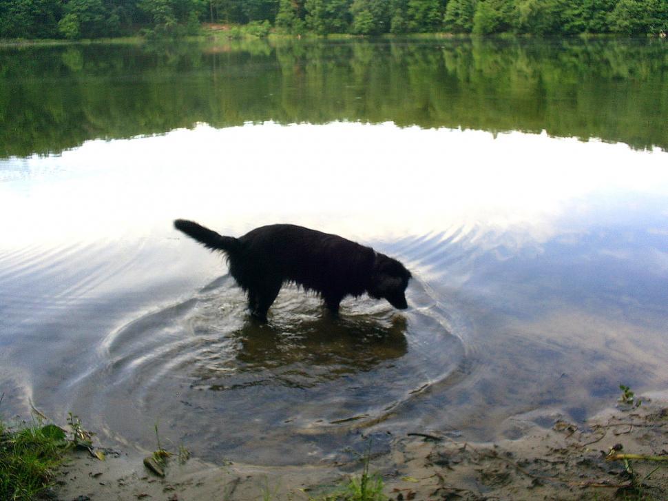 Free Image of Black Dog Wading in Water 