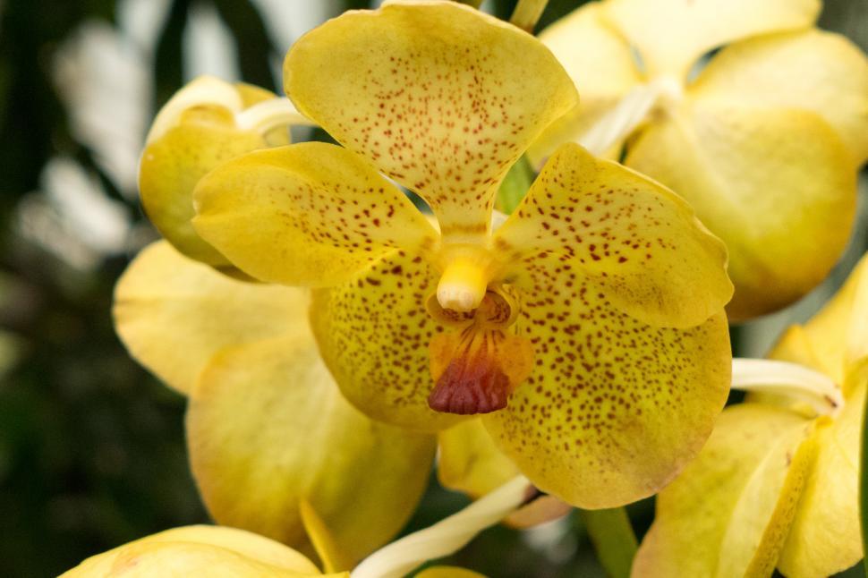 Free Image of Yellow Flowers Of Vanda Orchid Closeup 