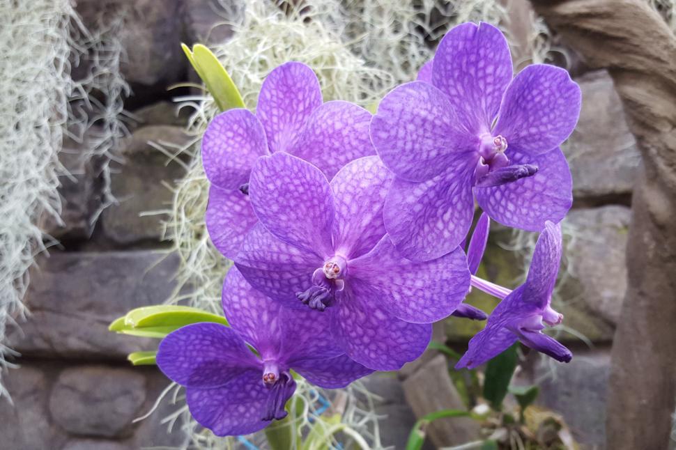 Free Image of Blue Vanda Orchid Flowers 