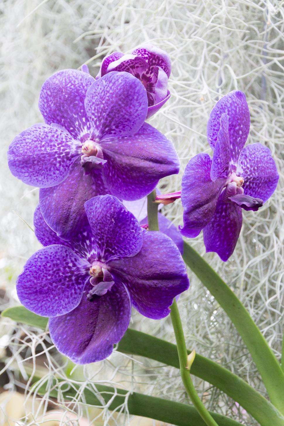 Free Image of Cluster of Blue Vanda Orchid Flowers 