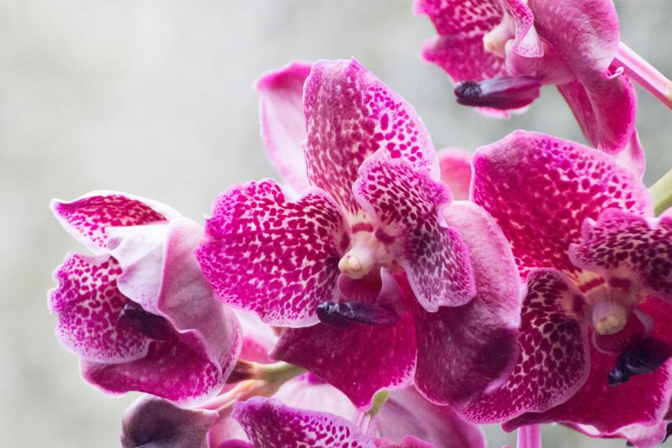 Free Image of Vanda Orchid With Red Flowers 