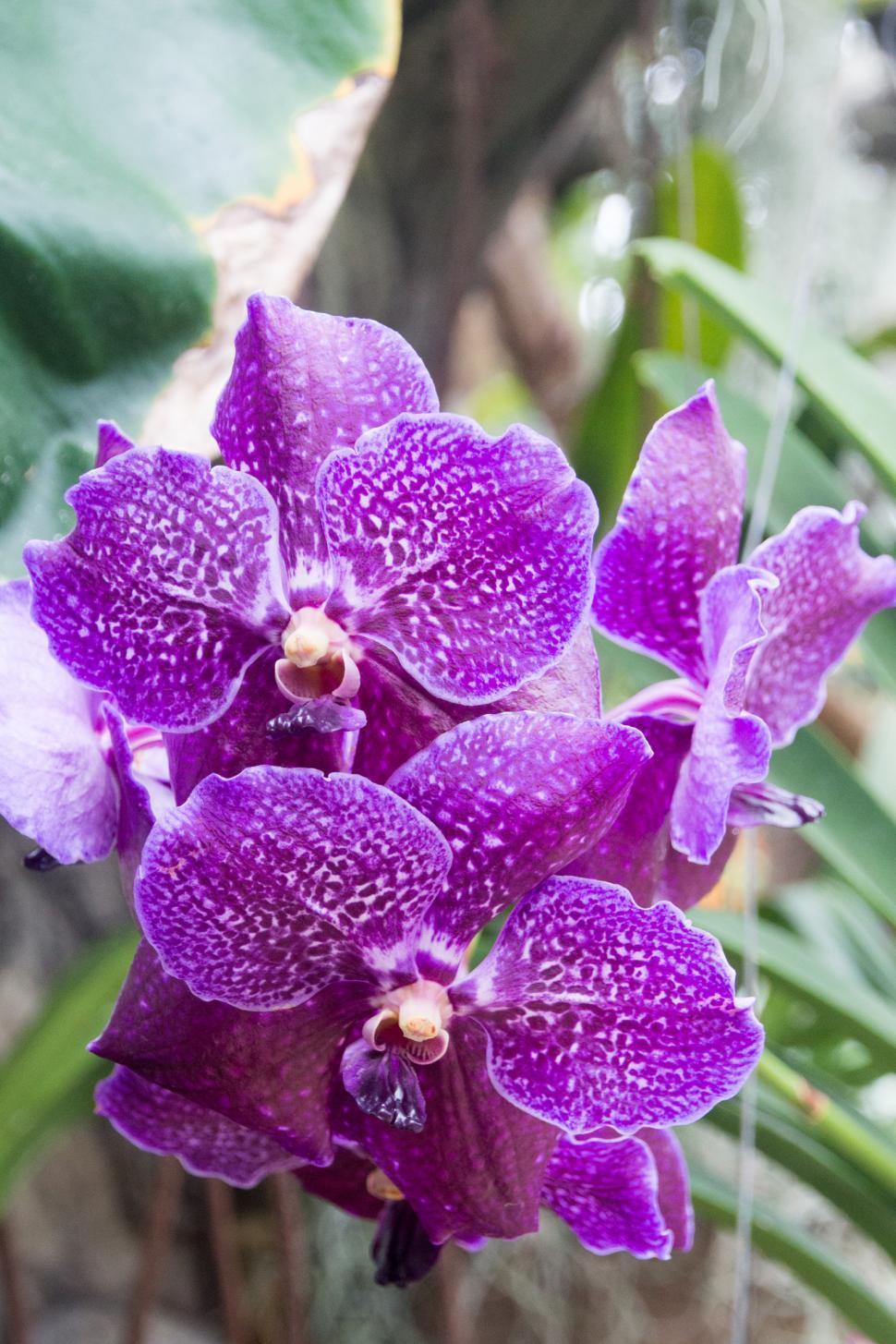 Free Image of Purple Vanda Orchid Flowers 