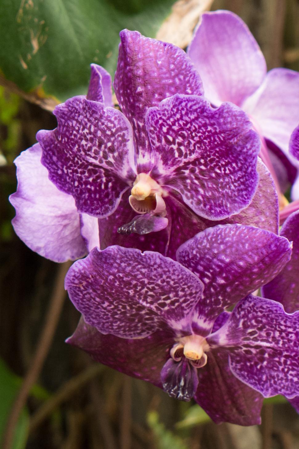 Free Image of Vanda Orchid With Purple Flowers 