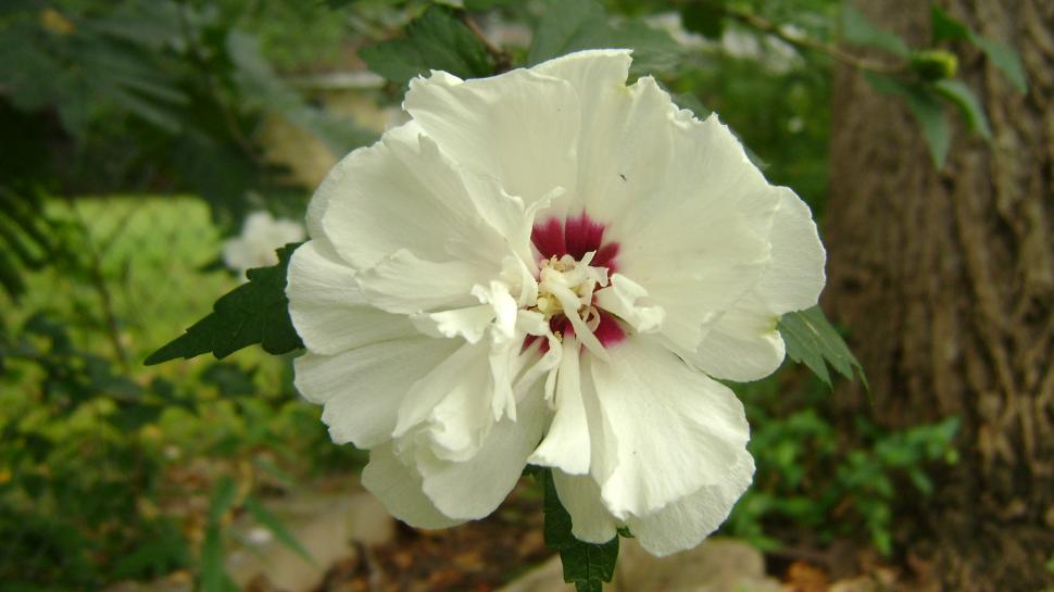 Free Image of Garden flower 