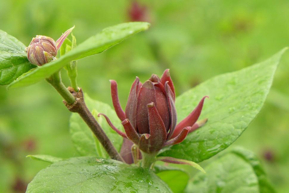 Free Image of Carolina Allspice Flower and Small Bud 