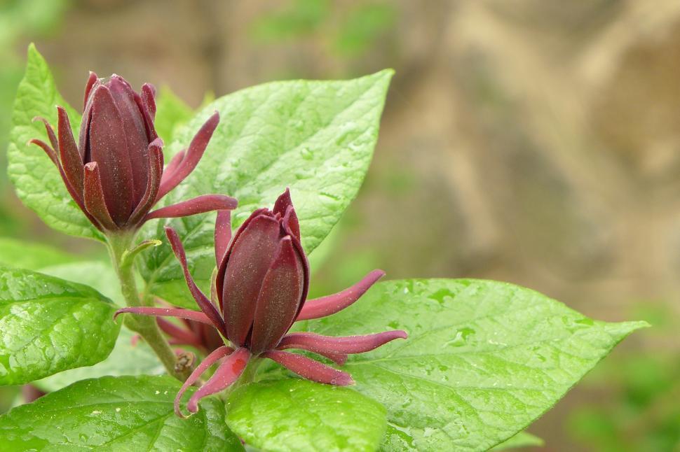 Free Image of Pair of Carolina Allspice Flowers and Leaves 