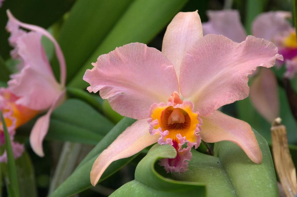 Free Image of Orchid Cattleya Hybrid Flower Bloom 