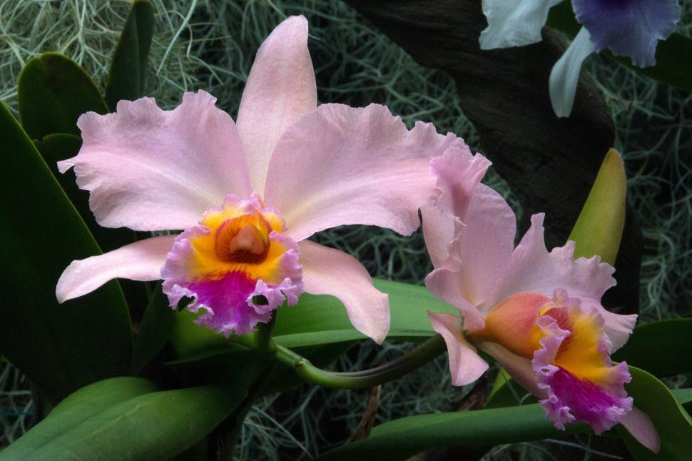 Free Image of Pink Orchid Cattleya Hybrid Flowers 