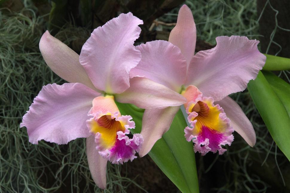 Free Image of Orchid Cattleya Hybrid Flowers 
