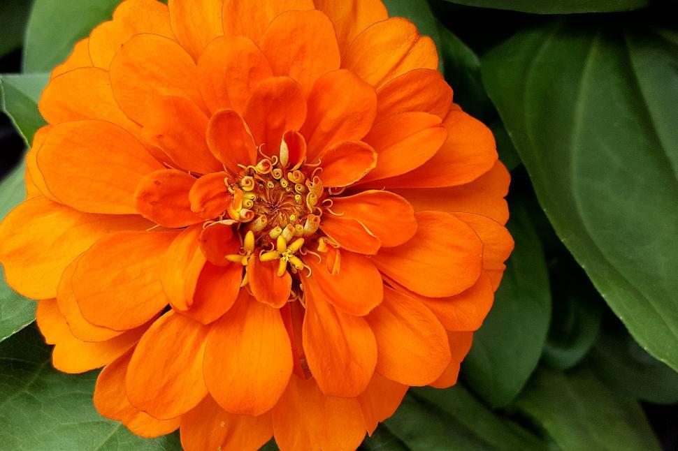 Free Image of Zinnia Orange Bloom Closeup 