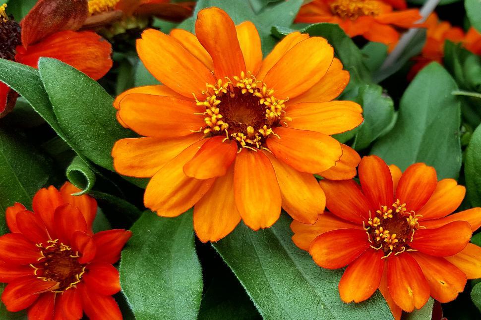 Free Image of Zinnia Orange Flowers 
