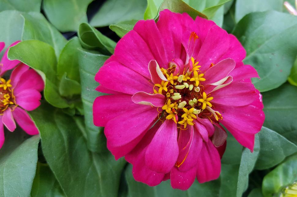 Free Image of Zinnia Pink Flower Full Bloom 