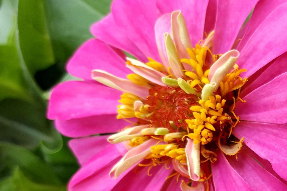 Free Image of Zinnia Pink Flower Closeup 