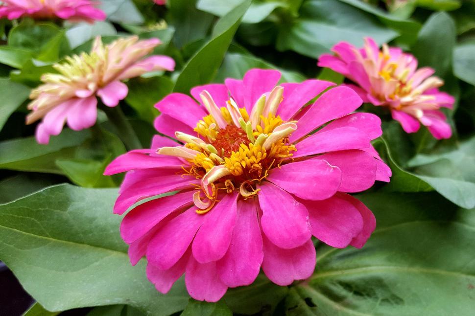 Free Image of Zinnia Pink Flowers 