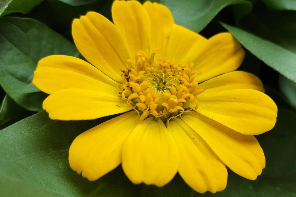 Free Image of Zinnia Yellow Flower Bloom 