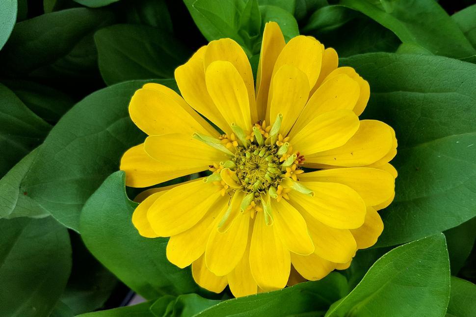 Free Image of Zinnia Yellow Flower From Above 