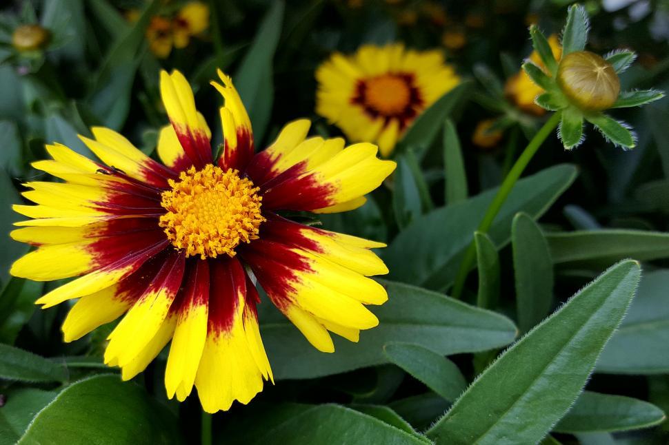 Free Image of Zinnia Yellow Red Flower 