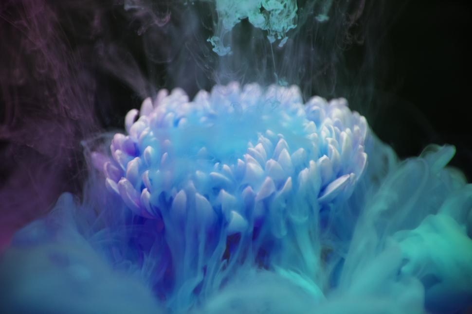 Free Image of Close up of a white chrysanthemum flower with ink clouds 