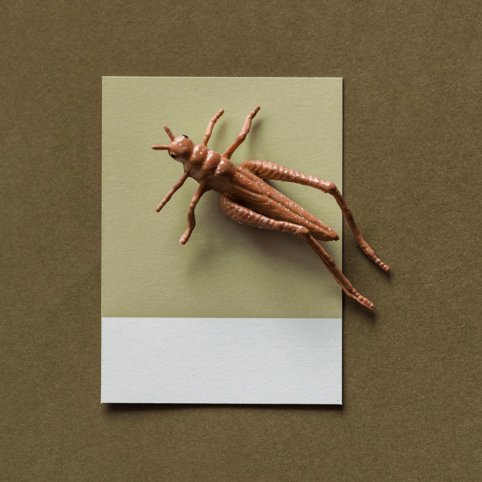 Free Image of Flay lay of a miniature toy grasshopper on a spaced cardboard frame 
