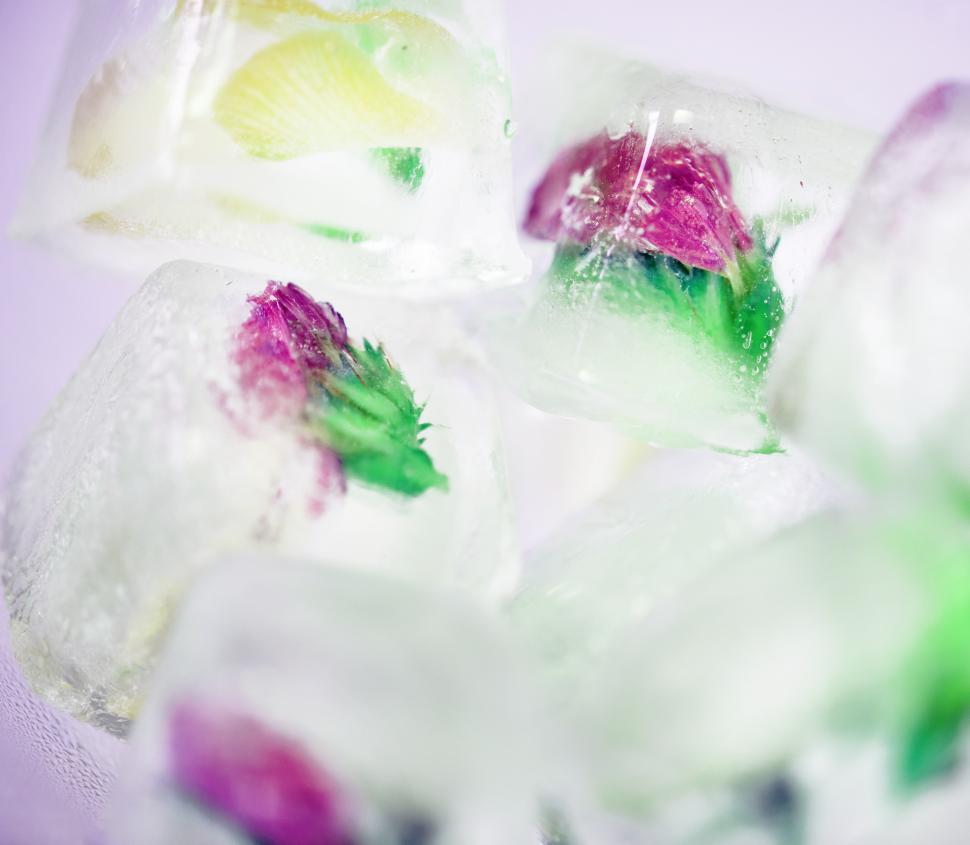 Free Image of Edible flower ice cubes 