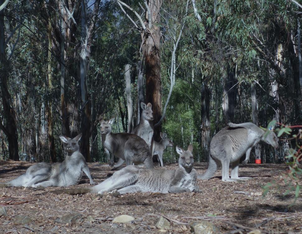 Free Image of Kangaroo Family  
