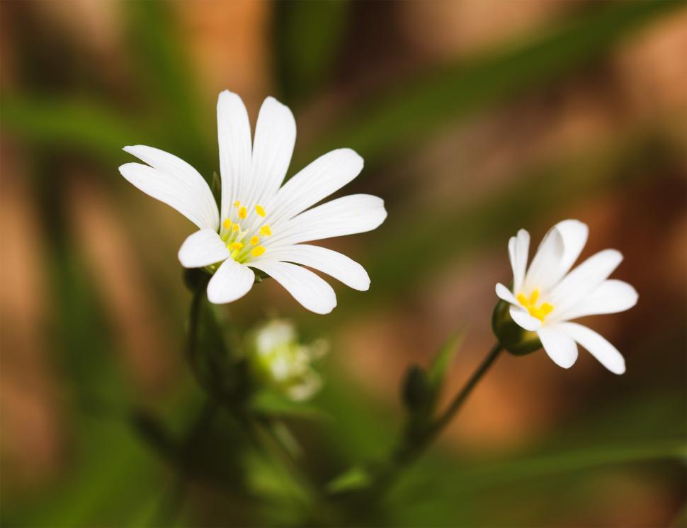 Free Image of White flower  