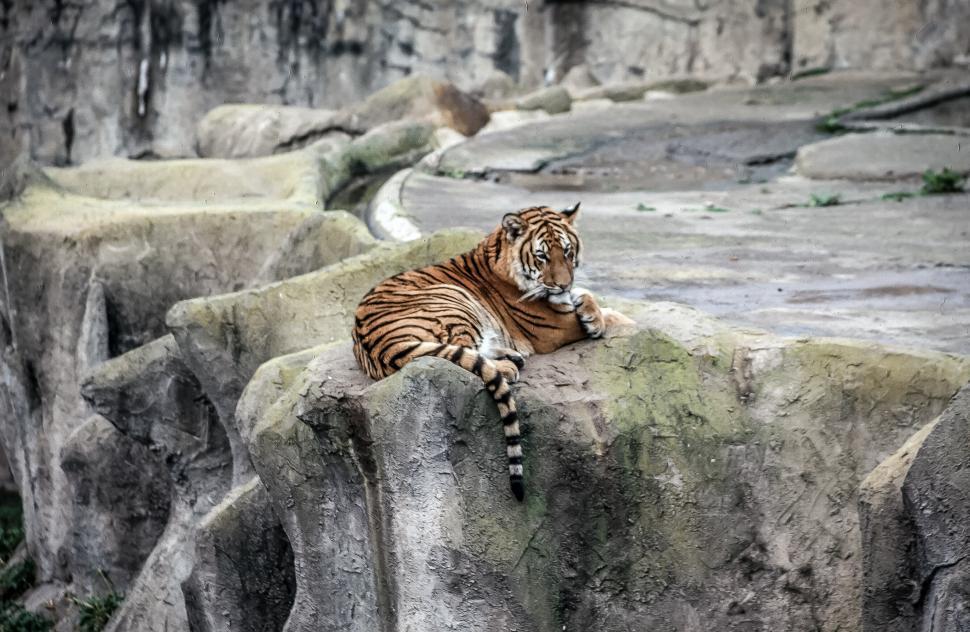 Free Image of Bengal tiger 