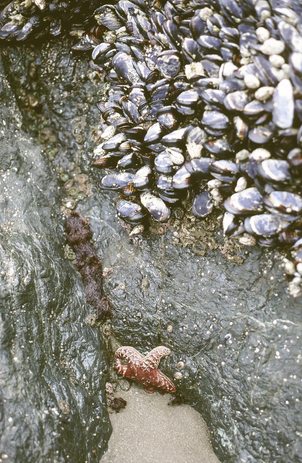 Free Image of Clams clustered on beach 