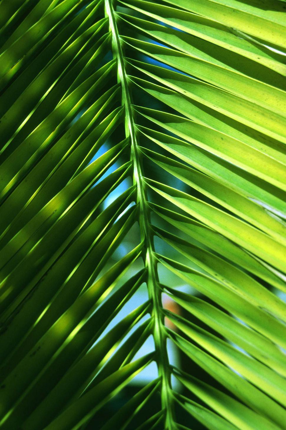 Free Image of Palm frond background 