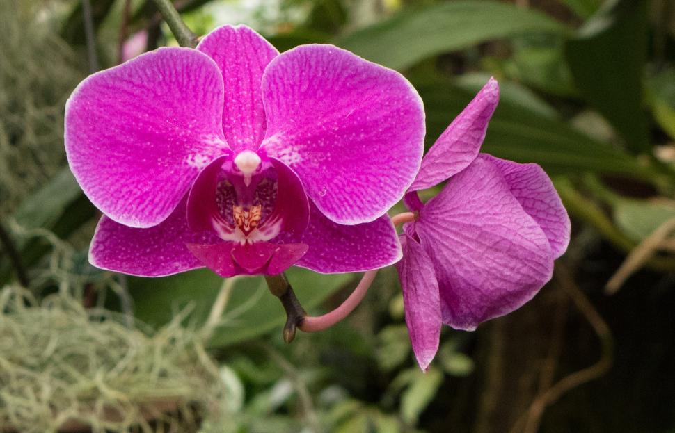 Free Image of Large Pink Moth Orchid Flowers 