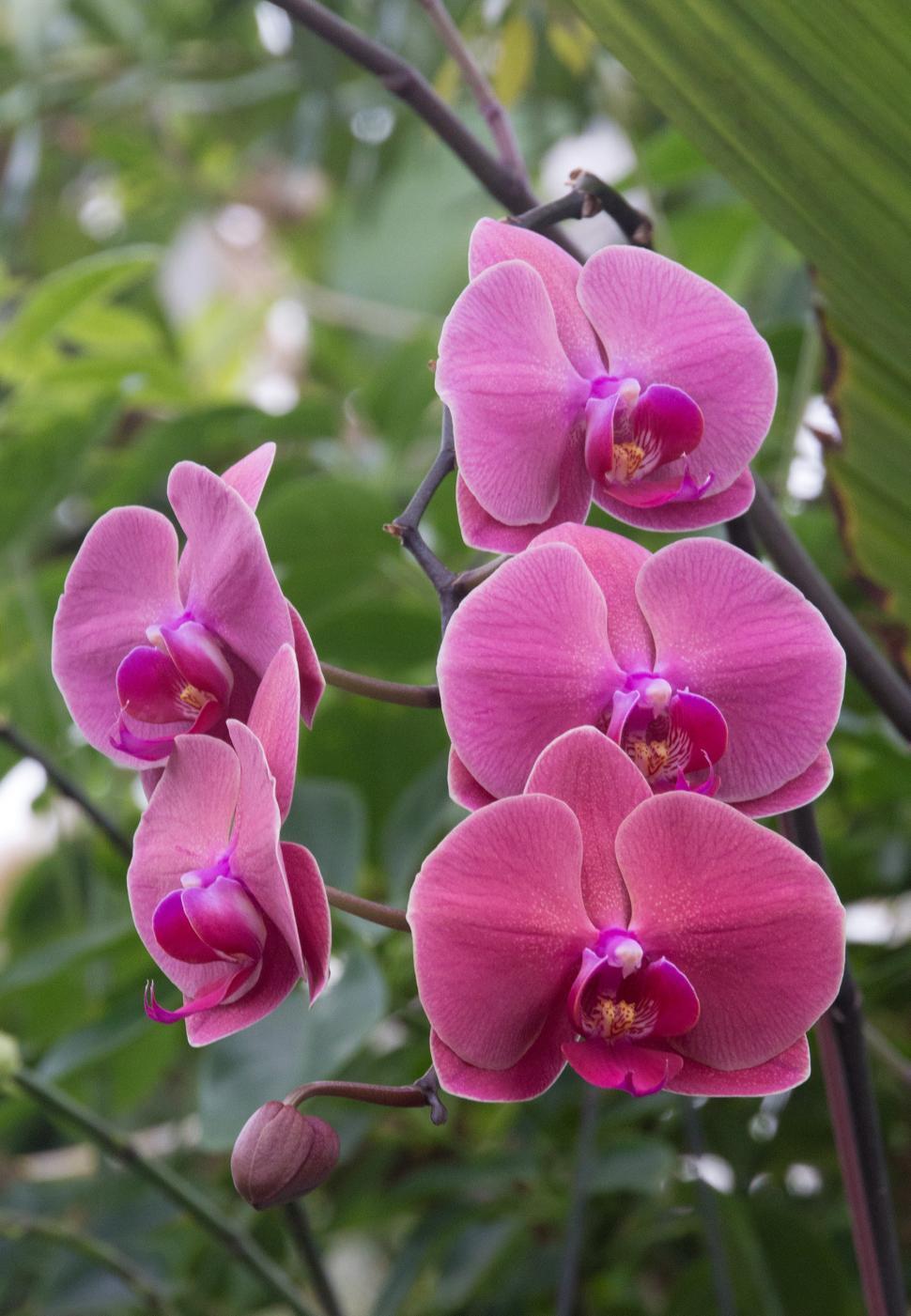 Free Image of Pale Pink Moth Orchid Flowers 